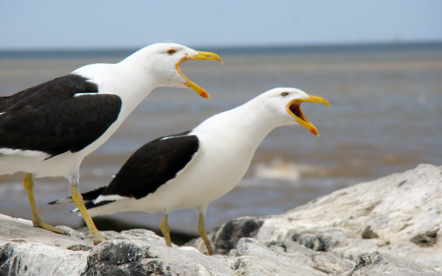 Las gaviotas se convierten en una plaga cada vez más violenta – Halcontrol